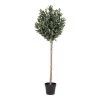 Homeshop Oliventræ Kunstigt Plante 150 Cm - 9501090 -homeshop butik unnamed file 1156